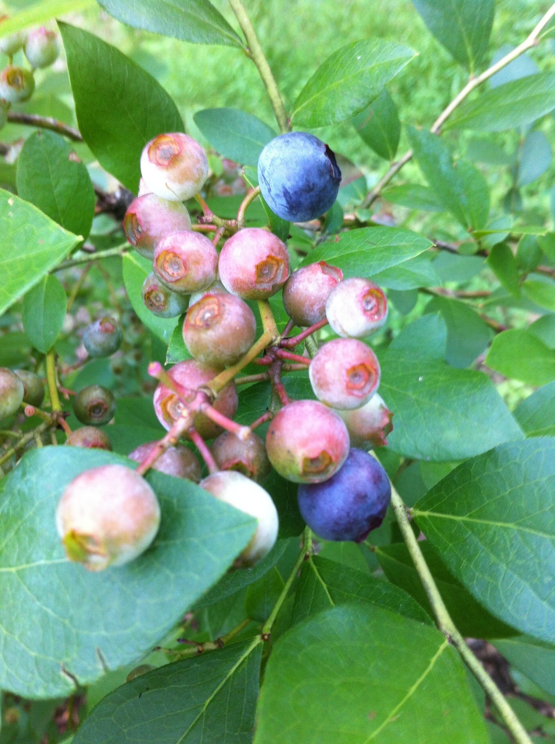 Close-up of ripe and unripe blueberries on a bush surrounded by green leaves, showcasing the various stages of berry development. Ideal for discussions on gardening, fruit cultivation, or healthy eating.