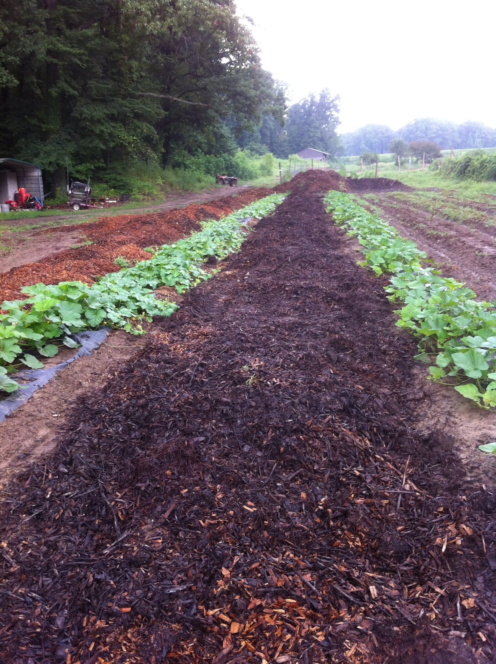 A wide view of a vegetable garden showcasing rows of leafy plants, including squash, surrounded by freshly laid mulch. The image captures the lush greenery against a backdrop of trees and a small shed in the distance, emphasizing sustainable gardening practices.