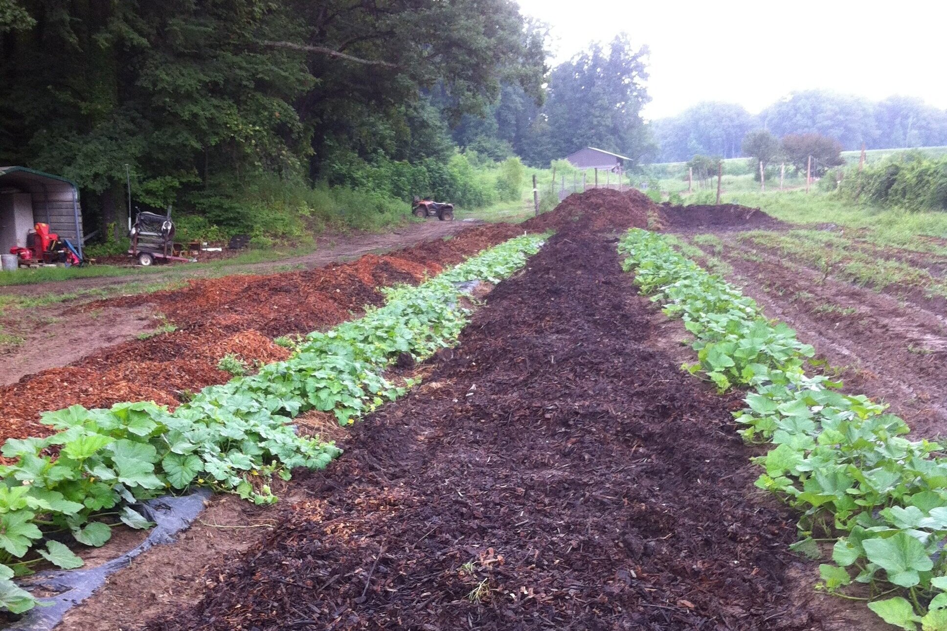 Lush vegetable garden with rows of green plants, freshly mulched soil, and a backdrop of dense trees, showcasing sustainable farming practices in a rural setting.
