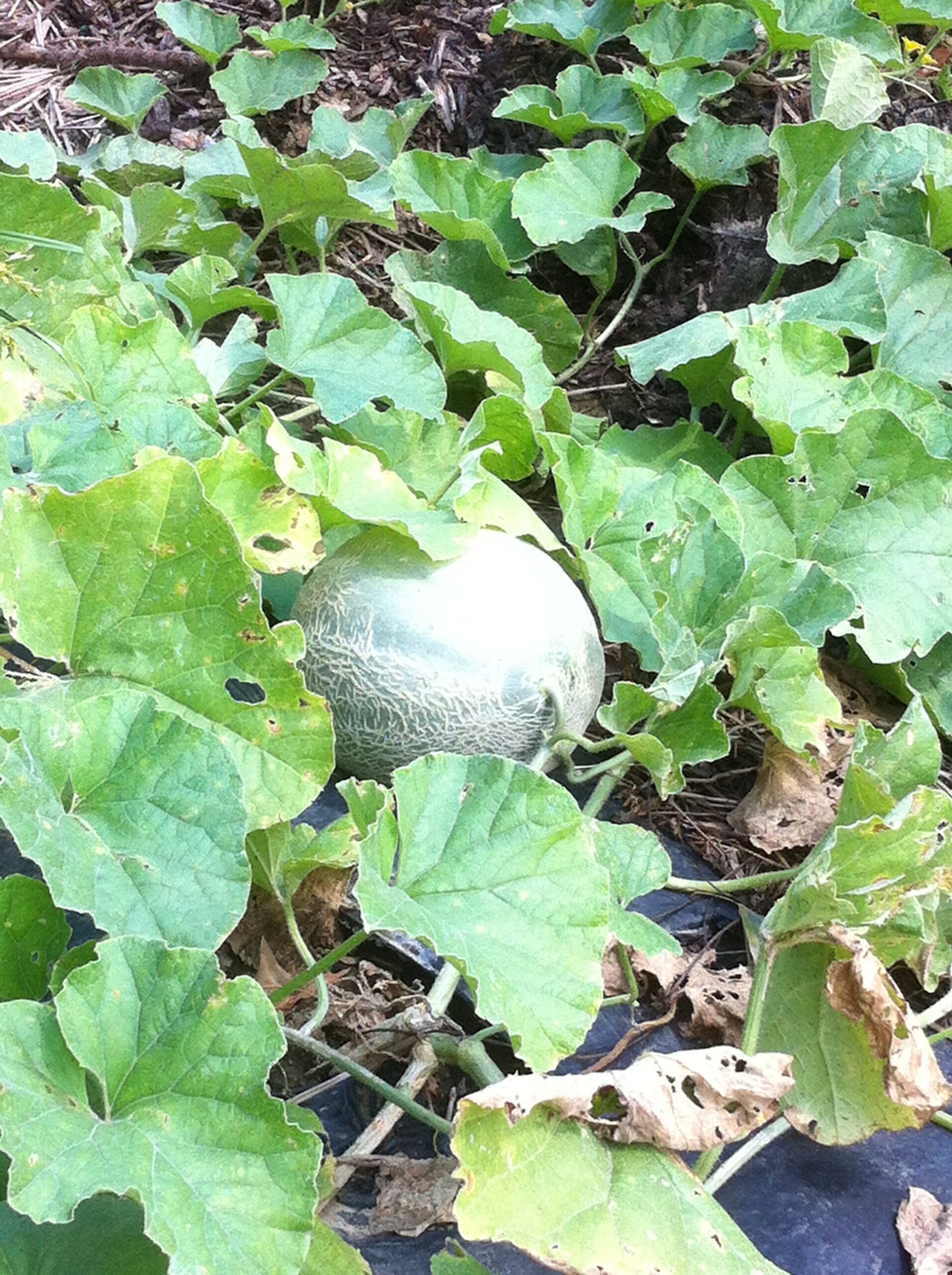 Melon growing among green leaves in a garden, showcasing the plant's lush foliage and a developing fruit.