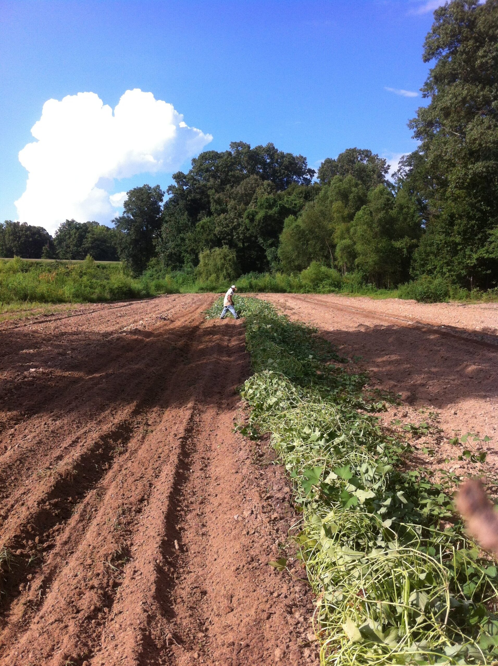 Farmer working in a field, surrounded by lush greenery and blue skies, harvesting crops from freshly tilled soil. Rows of plants are visible, with cut vines laid out on the ground.