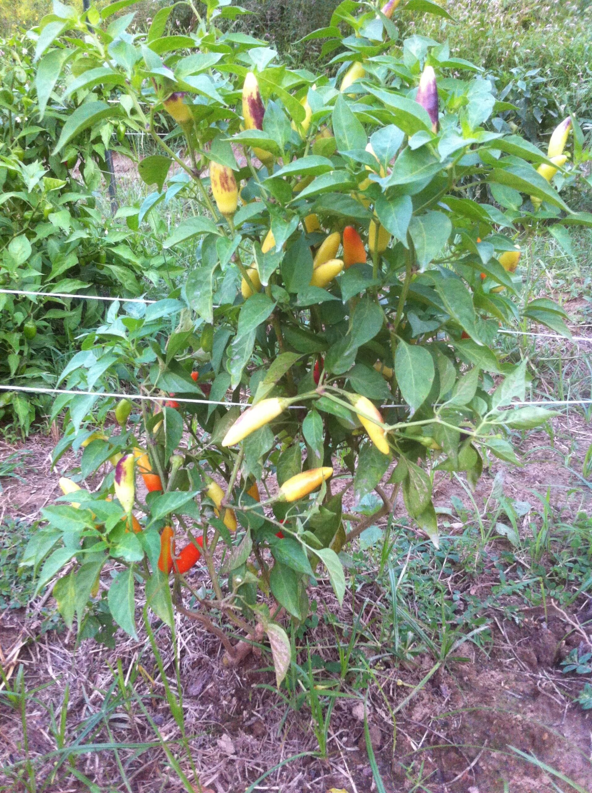 Vibrant chili pepper plant with yellow, orange, and red peppers growing among lush green leaves, showcasing a healthy garden environment.