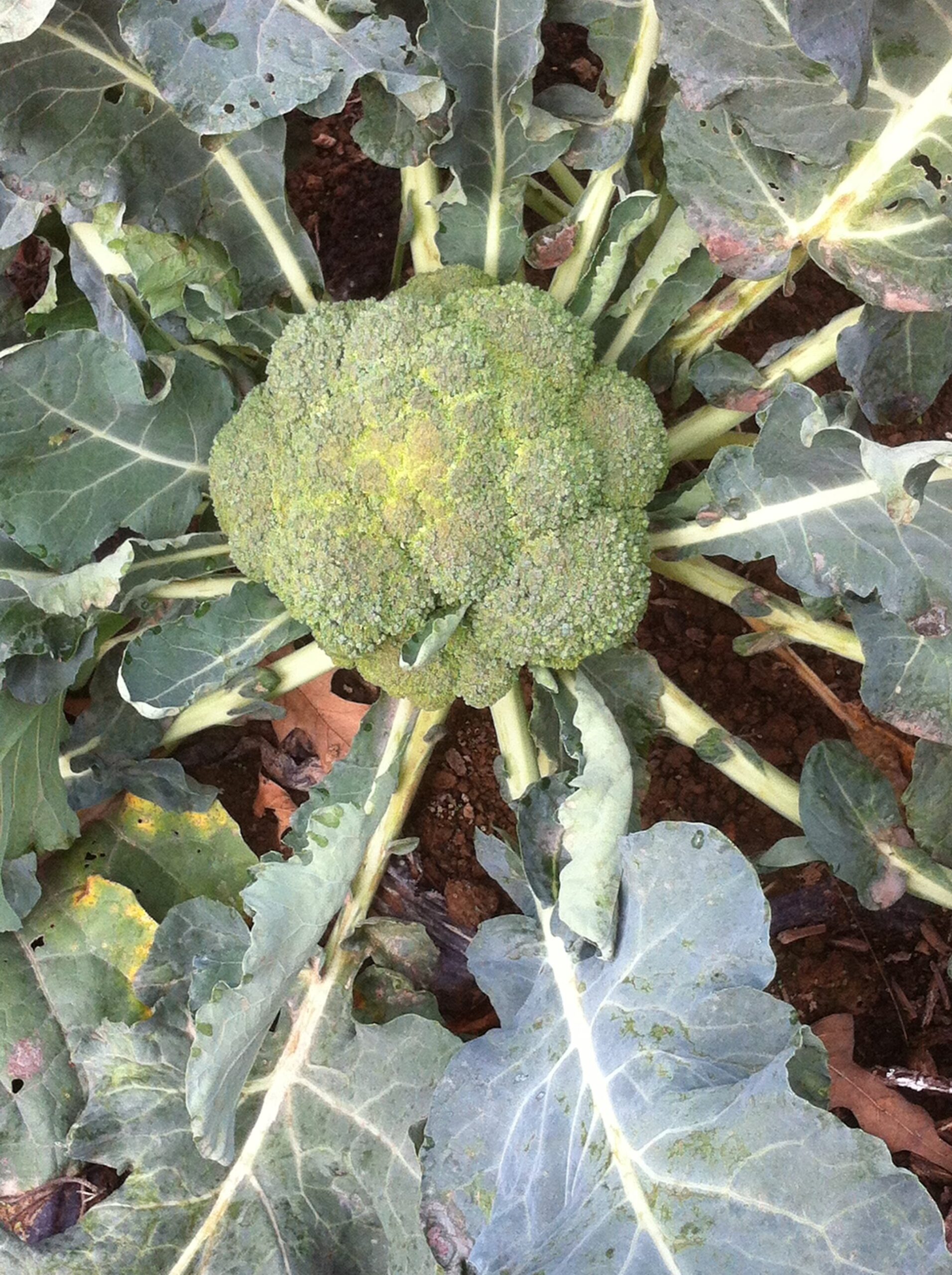 Close-up view of a healthy broccoli head surrounded by green leaves in a garden, showcasing its vibrant color and texture, ideal for promoting fresh produce and gardening tips.