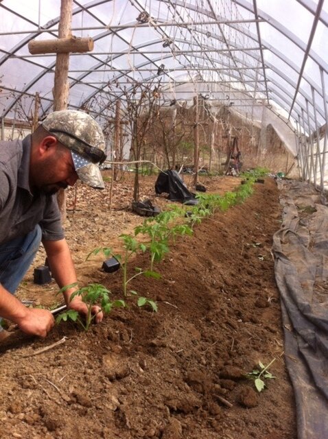 A man planting young tomato seedlings in a greenhouse, surrounded by rows of freshly tilled soil and growing plants, showcasing sustainable agriculture practices.