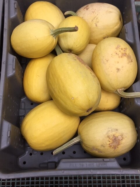 Basket of fresh yellow spaghetti squash, showcasing a variety of shapes and sizes, ideal for healthy cooking and meal preparation.