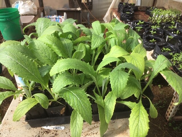 Healthy young plants in a greenhouse, showcasing vibrant green leaves in seedling trays, with additional potted plants in the background. Ideal for gardening enthusiasts and horticulture discussions.