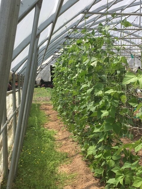 Indoor greenhouse showcasing tall, healthy bean plants climbing trellises, with green foliage and a dirt path running alongside, emphasizing sustainable gardening practices.