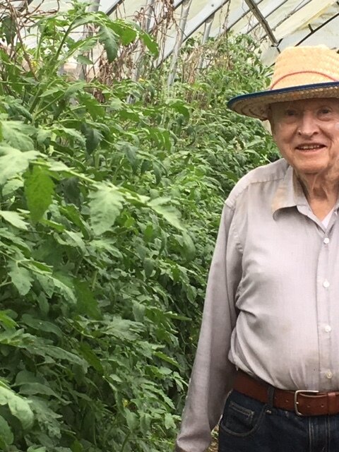Elderly man in a straw hat standing among lush green tomato plants inside a greenhouse, smiling and enjoying gardening.