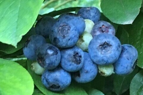 Close-up image of ripe blueberries clustered on a bush, surrounded by green leaves, showcasing their vibrant blue color and natural texture. Ideal for illustrating fresh fruit, healthy eating, or gardening topics.