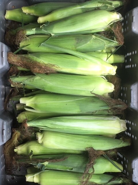 Freshly harvested corn on the cob displayed in a gray storage container, showcasing vibrant green husks and silky tassels. Ideal for summer recipes and grilling.