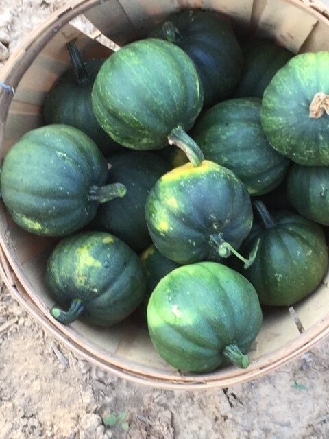 Basket filled with fresh, green acorn squash, showcasing their round shape and textured skin, ready for harvest.