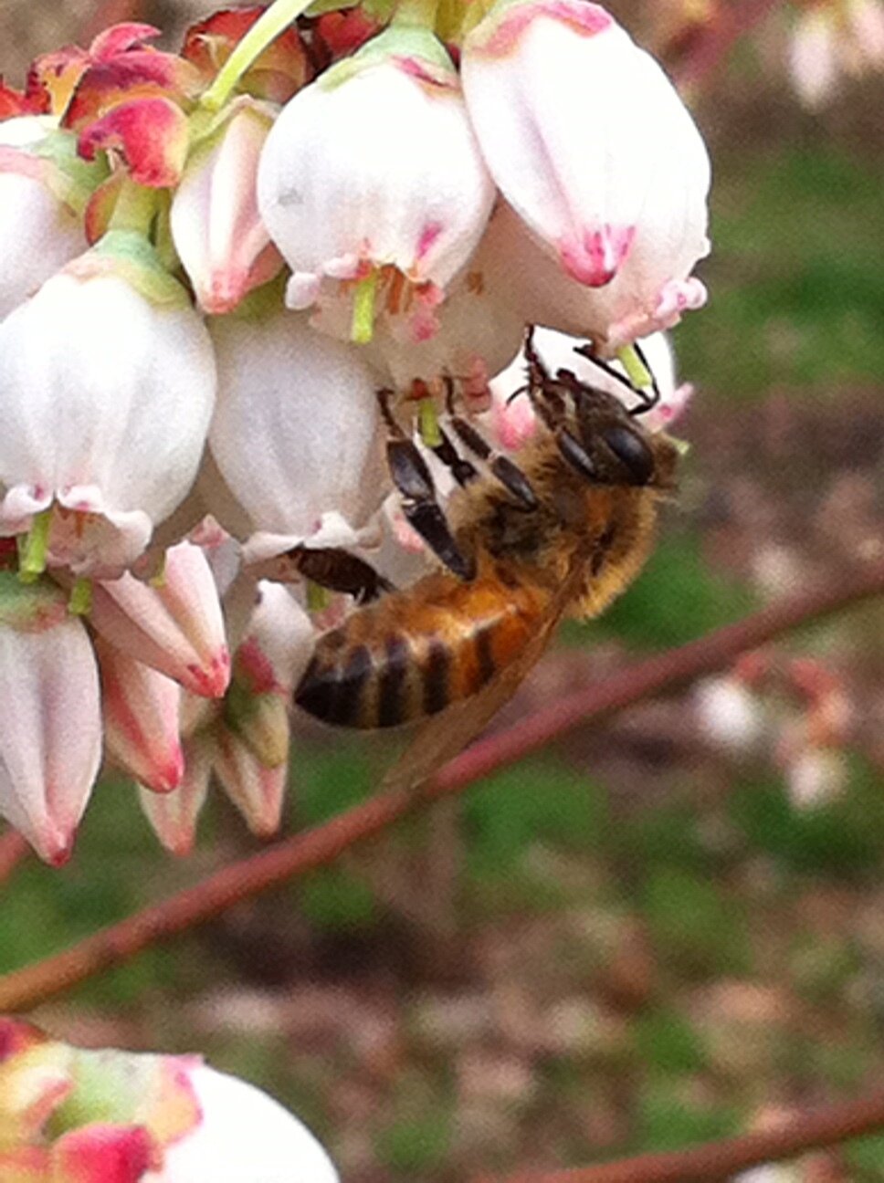Honeybee pollinating pink and white blueberry flowers, highlighting the important role of bees in agriculture and ecosystem health.