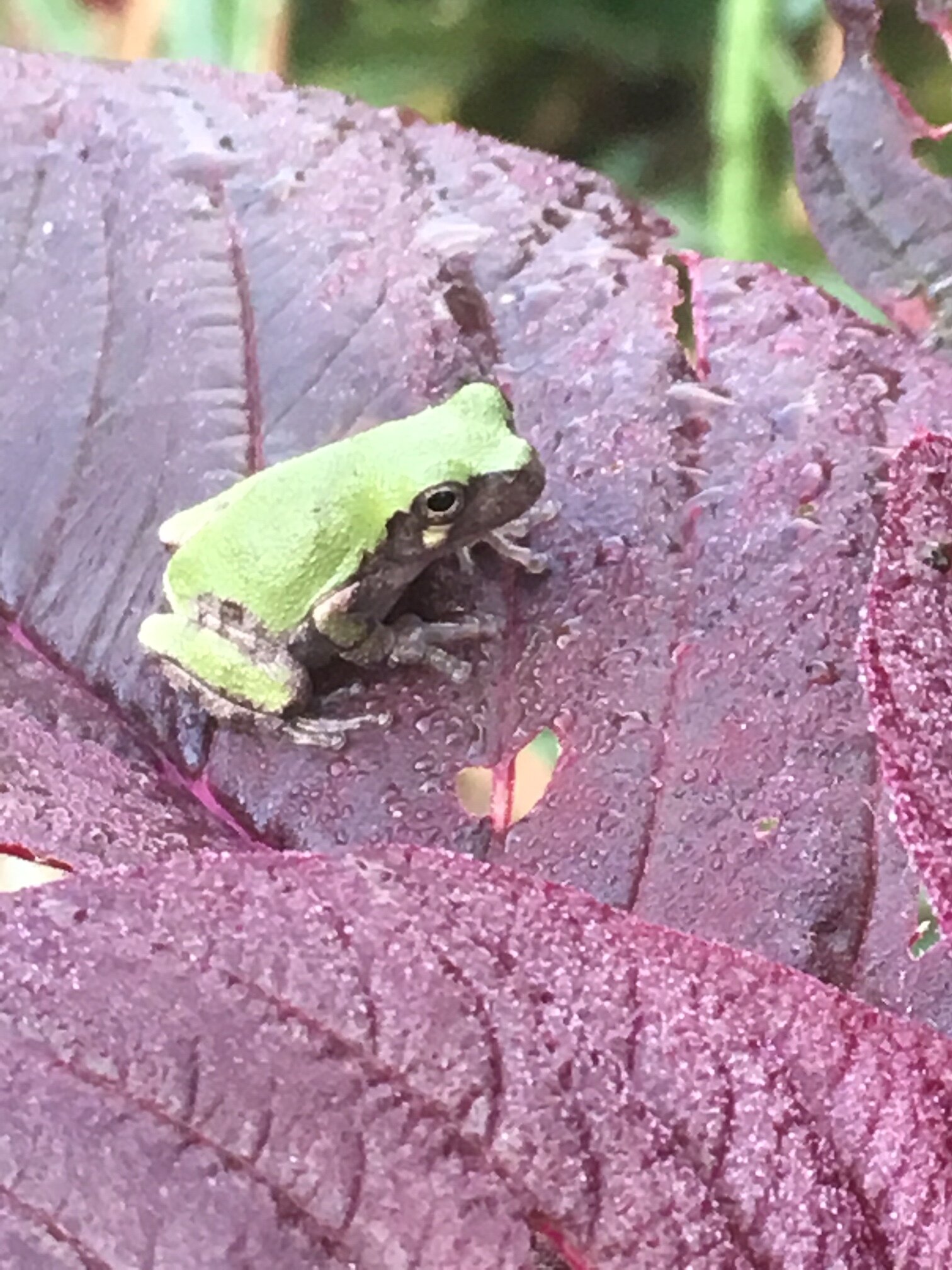 A small green frog perched on a vibrant purple leaf, with droplets of water on the leaf's surface. The frog showcases its natural habitat, highlighting the contrast between its color and the leaf.