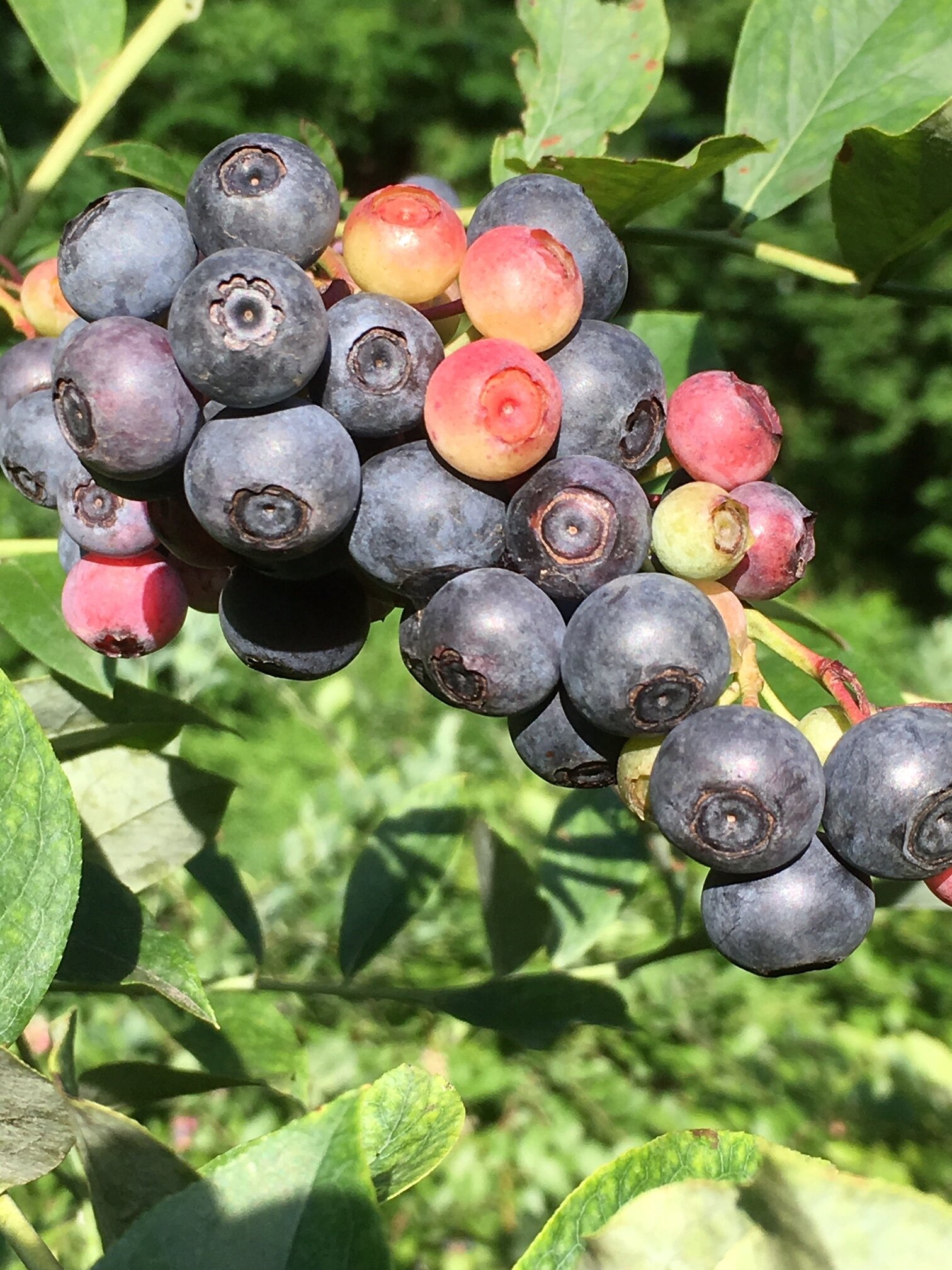 Close-up of ripe blueberries on a bush, showcasing various stages of ripeness with vibrant blue, red, and green berries surrounded by green leaves. Ideal for illustrating fresh fruit harvest or berry farming.