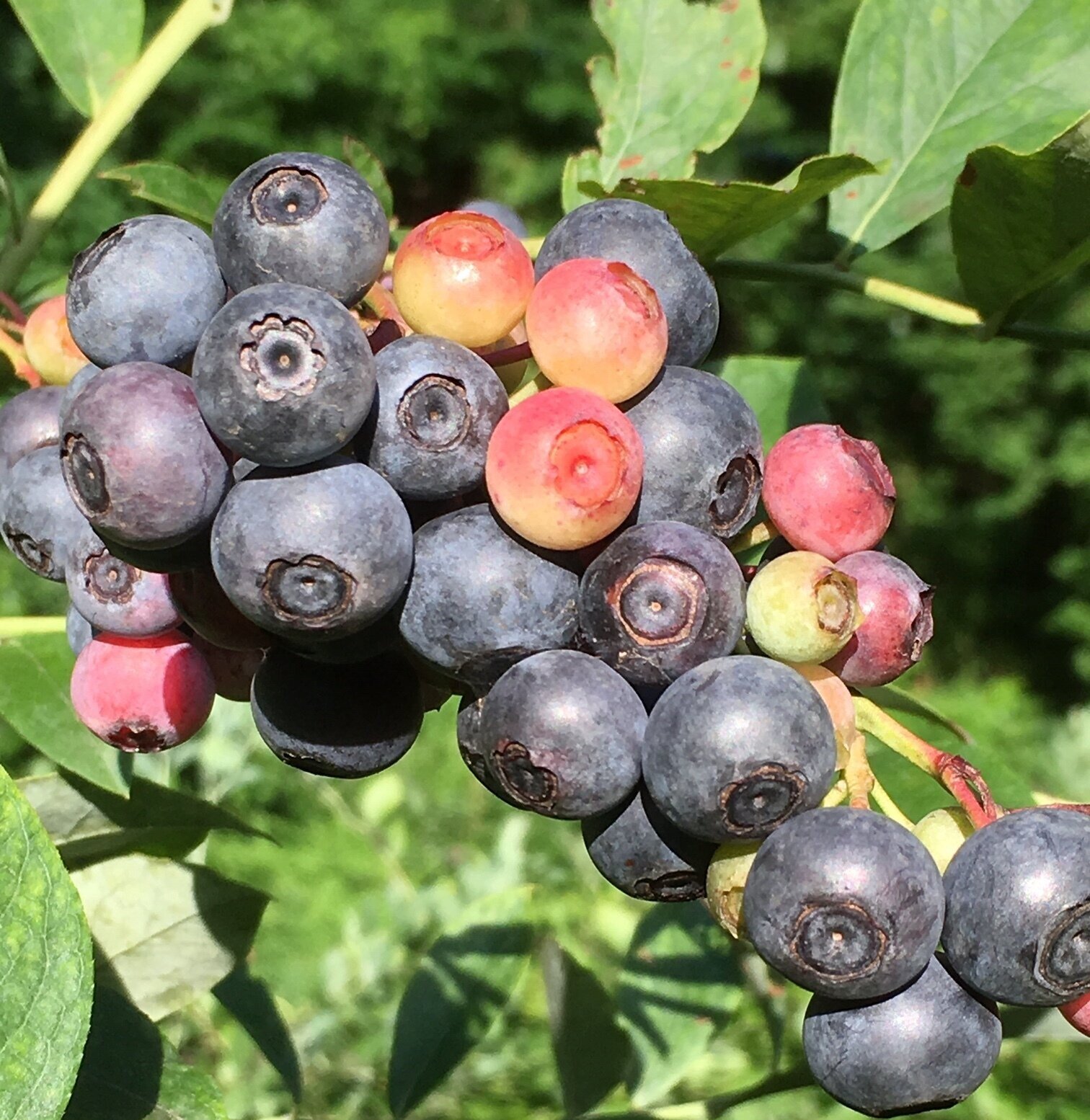 Close-up image of ripe blueberries on a branch, showcasing various stages of ripeness with dark blue, red, and green berries against a blurred green background. Ideal for discussions on fruit harvesting, nutrition, or gardening.