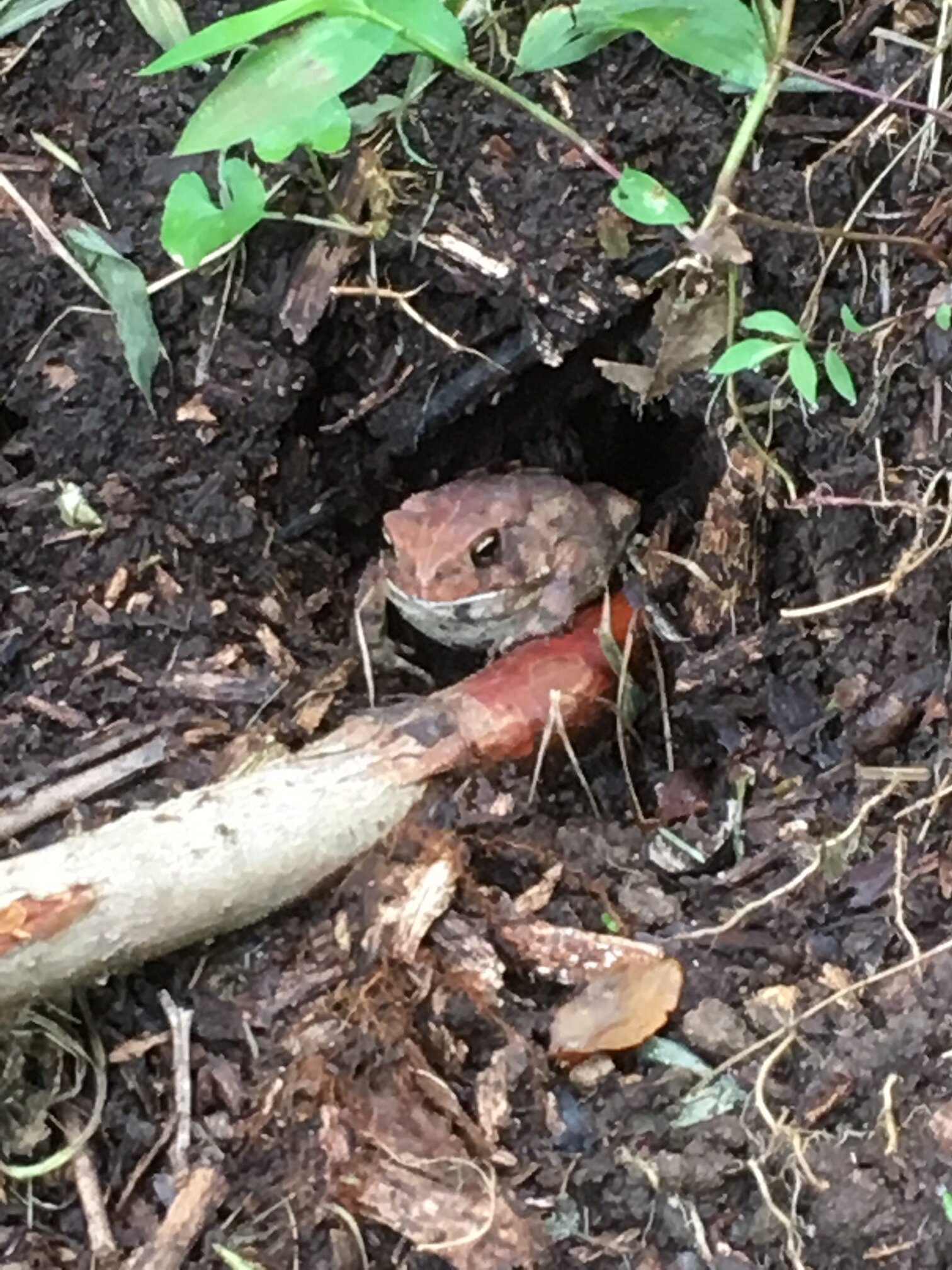 Brown frog partially hidden in a burrow surrounded by soil, roots, and green foliage, illustrating its natural habitat in a forested environment.