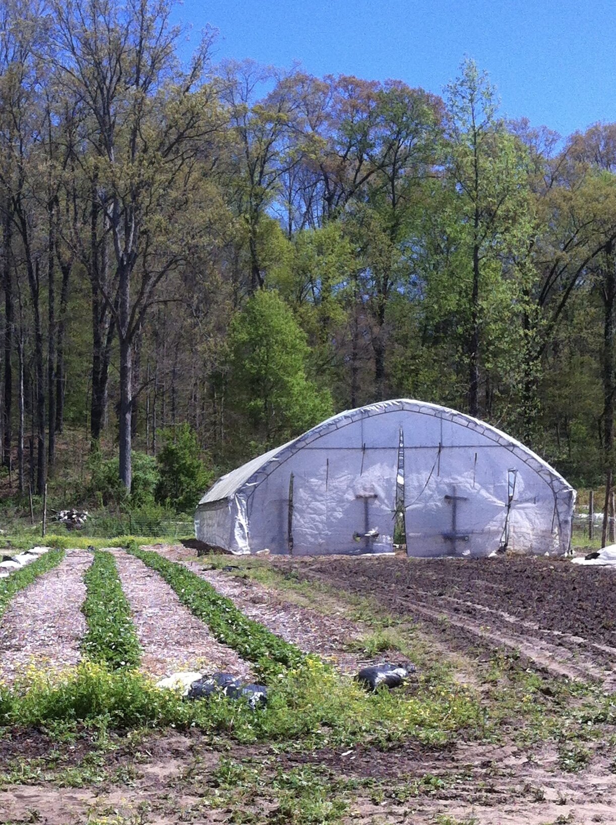 Greenhouse on a farm surrounded by lush trees, with rows of crops growing in the foreground, showcasing sustainable agriculture practices. The clear blue sky enhances the vibrant greenery of the landscape.