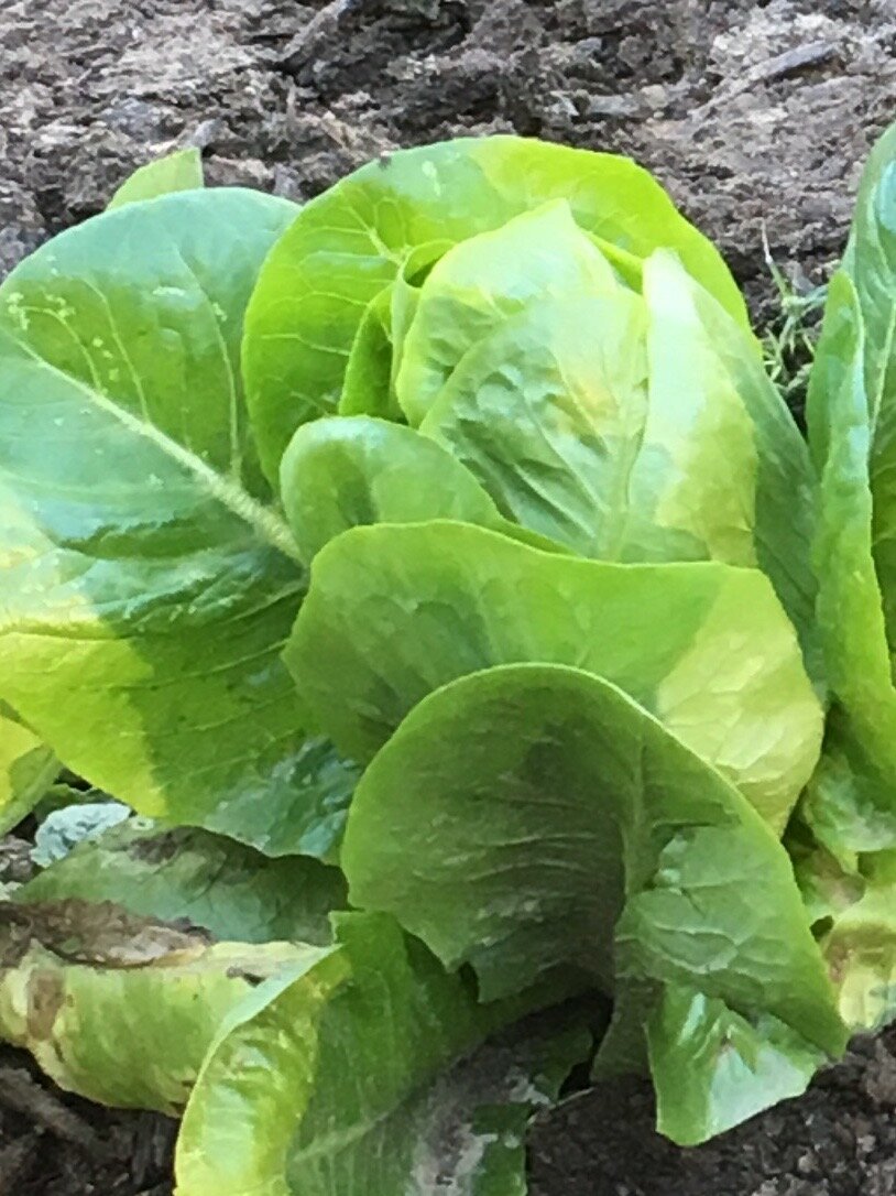Fresh green romaine lettuce growing in rich soil, showcasing vibrant leaves and healthy foliage. Ideal for salads and gardening enthusiasts.