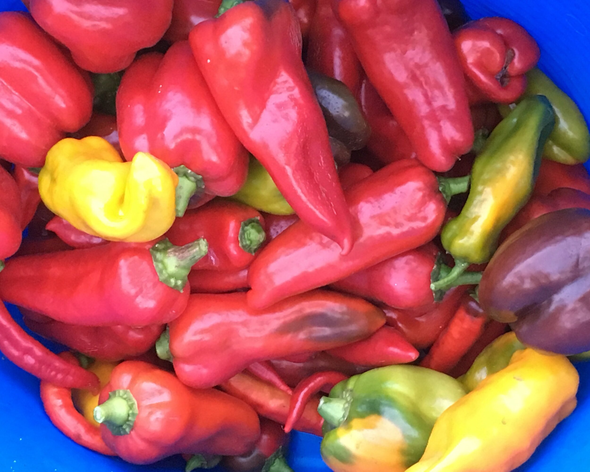 A vibrant assortment of red, yellow, and green bell peppers piled together in a blue container, showcasing their glossy skins and fresh appearance, ideal for cooking and salads.