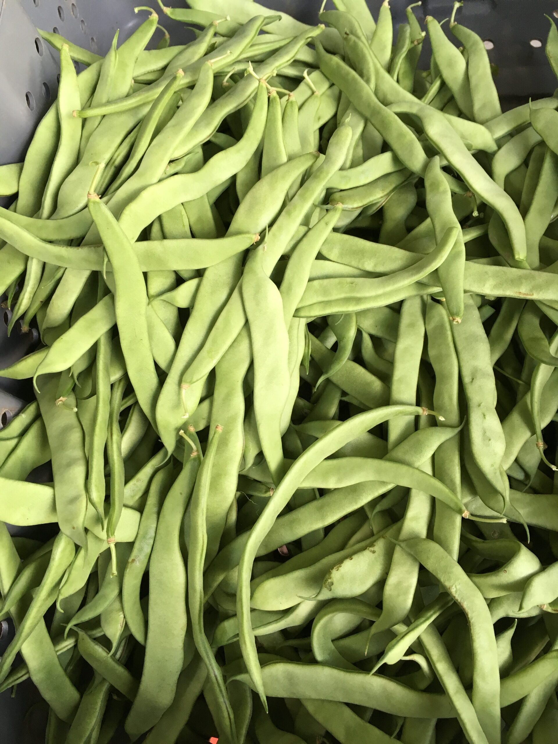 Fresh green beans piled in a gray container, showcasing their vibrant color and smooth texture, ideal for healthy cooking and recipes.