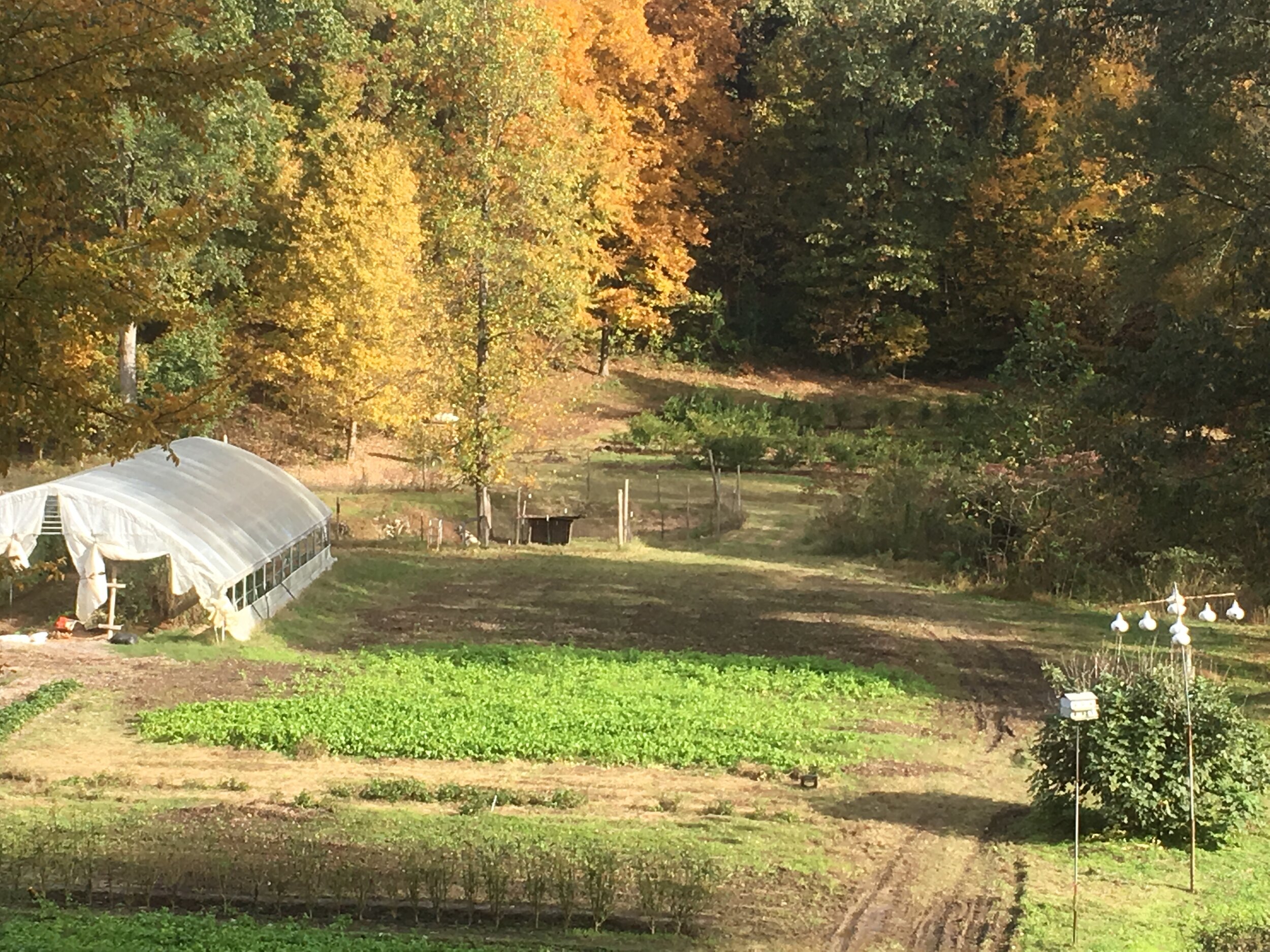 A scenic view of a farm in autumn, featuring a greenhouse, lush green crops, and vibrant fall foliage in the background. The landscape includes a dirt path, a fenced area, and decorative birdhouses, showcasing rural agriculture and seasonal beauty.